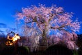 Old cherry tree blossom in Japan Royalty Free Stock Photo