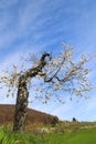 An old cherry tree is full of life in spring with many new flowers Royalty Free Stock Photo