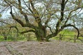 Old cherry tree in Maizuru Park, Fukuoka city, Japan. Royalty Free Stock Photo