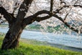 Old cherry tree by a river Royalty Free Stock Photo