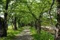 Old cherrytrees on the banks of Hinokinai River, Kakunodate, Japan. Path with cherry trees.