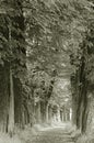 The old chestnut alley Royalty Free Stock Photo