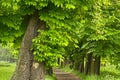 The old chestnut alley Royalty Free Stock Photo