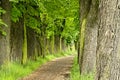 The old chestnut alley Royalty Free Stock Photo