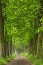 The old chestnut alley Royalty Free Stock Photo