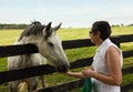 Old chestnut horse in rural meadow being fed Royalty Free Stock Photo