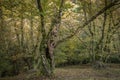 Old chestnut tree in autumnal forest Royalty Free Stock Photo