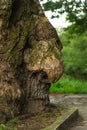 Old chestnut tree face smiling