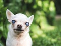 old chihuahua dog with blind eyes sitting in the garden with morning sunlight Royalty Free Stock Photo