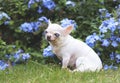 Old  chihuahua dog with blind eyes sitting in the garden with purple flowers Royalty Free Stock Photo