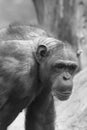 Old chimpanzee Royalty Free Stock Photo