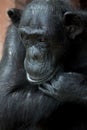 Old Chimpanzee Royalty Free Stock Photo