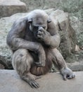 Old chimpanzee deep in thoughts or grief Royalty Free Stock Photo