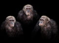 Old chimpanzee group Royalty Free Stock Photo