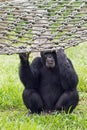 Old chimpanzee holding the rope net Royalty Free Stock Photo