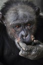 Old chimpanzee looking into your eyes Royalty Free Stock Photo