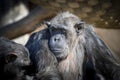 An old Chimpanzee resting in the sunshine