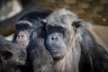 An old Chimpanzee resting in the sunshine while looking into the distance Royalty Free Stock Photo