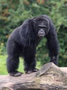 Old chimpanzee Royalty Free Stock Photo
