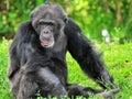 Old chimpanzee thinking Royalty Free Stock Photo