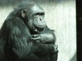 Old Chimpanzee Thinking Royalty Free Stock Photo