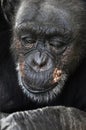 Old chimpanzee, thinking about life Royalty Free Stock Photo