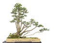 Old chinese bonsai