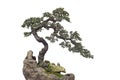 Old chinese bonsai