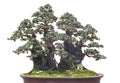 Old chinese bonsai
