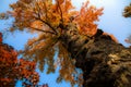 Old Chinese sweet gum