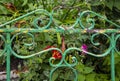 Old chipped and peeling metal bedstead upsed as a trellis for beauitufl flowers - closeup and selective focus Royalty Free Stock Photo