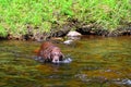 Old chocolate lab relaxing in stream Royalty Free Stock Photo