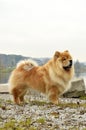 Old Chowchow dog standing next to the Zurich lake