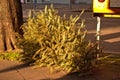 Old christmas tree discarded on the road in Schoneberg Berlin Germany Royalty Free Stock Photo