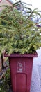 An old Christmas tree in a recycle bin. Royalty Free Stock Photo