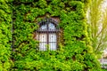 Old church window surrounded by creeping green ivy plants Royalty Free Stock Photo