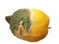 Old citrus fruit. Spoiled lemon on a white background