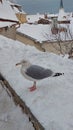 Old City winter Tallinn Christmas time  holiday mood middle ages medieval bird Royalty Free Stock Photo