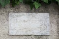 Old clacked marble plate on concrete wall with climbing ivy twi
