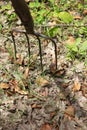 Old classic metal rusty pitchfork with wooden handle Royalty Free Stock Photo