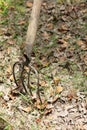 Old classic metal rusty pitchfork with wooden handle Royalty Free Stock Photo