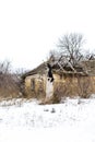 Old clay house in the Ukrainian village. Ruined clay house in the snow. Royalty Free Stock Photo