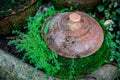 Old clay jar Royalty Free Stock Photo