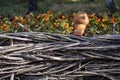 Old clay pots hang on a wooden wattle fence, closeup, village in Ukraine. Beautiful decorative element in the summer garden. Rural