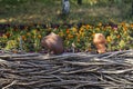 Old clay pots hang on a wooden wattle fence, closeup, village in Ukraine. Beautiful decorative element in the summer garden. Rural