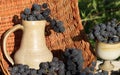 Old clay wine jug and glass surrounded by black grape bunches with wicker basket as a background.