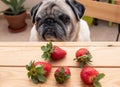 Old clear pug looks sad at the strawberries in front to him. Sitted in a chair in front to a wooden table. Outdoor in the morning Royalty Free Stock Photo