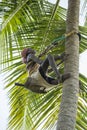 Old climber on coconut tree
