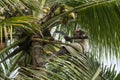 Old climber on coconut tree