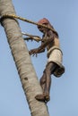 Old climber on coconut tree